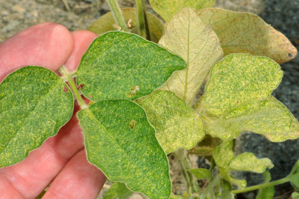 نحوه مبارزه با کنه دو نقطه ای 
